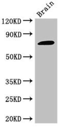 Invitrogen GAB2 Polyclonal Antibody 100 &mu;g; Unconjugated:Antibodies,