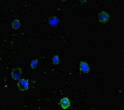 Invitrogen PPM1H Polyclonal Antibody 100 &mu;g; Unconjugated:Antibodies,