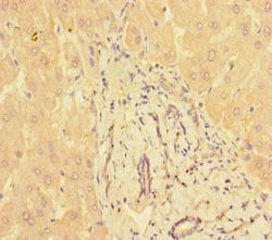 Invitrogen PPM1H Polyclonal Antibody 100 &mu;g; Unconjugated:Antibodies,
