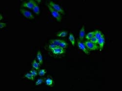 Invitrogen C3orf18 Polyclonal Antibody 100 &mu;g; Unconjugated:Antibodies,