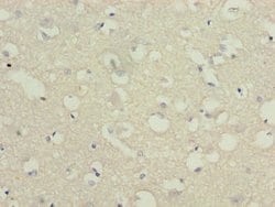 Invitrogen C3orf18 Polyclonal Antibody 100 &mu;g; Unconjugated:Antibodies,