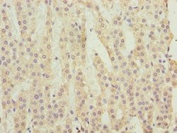 Invitrogen C3orf18 Polyclonal Antibody 100 &mu;g; Unconjugated:Antibodies,