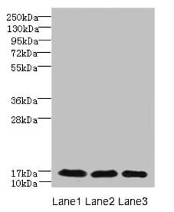 Invitrogen C3orf18 Polyclonal Antibody 100 &mu;g; Unconjugated:Antibodies,