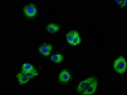 Invitrogen PACSIN3 Polyclonal Antibody 100 μg; Unconjugated:Antibodies,
