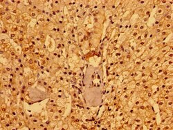Invitrogen PACSIN3 Polyclonal Antibody 100 μg; Unconjugated:Antibodies,