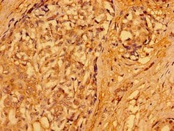 Invitrogen PACSIN3 Polyclonal Antibody 100 μg; Unconjugated:Antibodies,