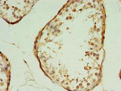 Invitrogen TRAPPC2L Polyclonal Antibody 100 &mu;g; Unconjugated:Antibodies,