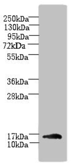 Invitrogen TRAPPC2L Polyclonal Antibody 100 &mu;g; Unconjugated:Antibodies,