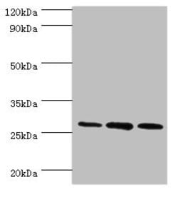 Invitrogen ORC6 Polyclonal Antibody 100 &mu;L; Unconjugated:Antibodies,