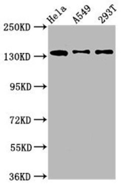 Invitrogen MAN2B2 Polyclonal Antibody 100 &mu;g; Unconjugated:Antibodies,