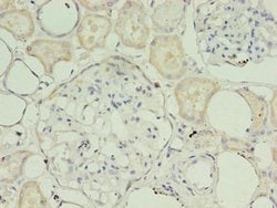 Invitrogen TIMM10B Polyclonal Antibody 100 &mu;g; Unconjugated:Antibodies,