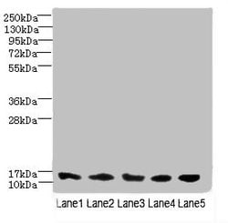 Invitrogen TIMM10B Polyclonal Antibody 100 &mu;g; Unconjugated:Antibodies,