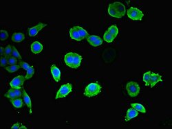 Invitrogen CEP83 Polyclonal Antibody 100 &mu;L; Unconjugated:Antibodies,