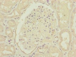 Invitrogen CEP83 Polyclonal Antibody 100 &mu;L; Unconjugated:Antibodies,
