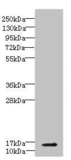 Invitrogen CBY1 Polyclonal Antibody 100 μL; Unconjugated:Antibodies,