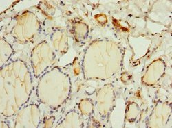 Invitrogen OSGIN2 Polyclonal Antibody 100 μg; Unconjugated:Antibodies,