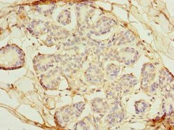 Invitrogen OSGIN2 Polyclonal Antibody 100 μg; Unconjugated:Antibodies,