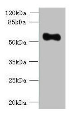 Invitrogen OSGIN2 Polyclonal Antibody 100 μg; Unconjugated:Antibodies,