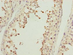 Invitrogen Actin-like 7B Polyclonal Antibody 100 &mu;g; Unconjugated:Antibodies,