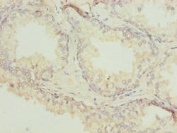 Invitrogen Actin-like 7B Polyclonal Antibody 100 &mu;g; Unconjugated:Antibodies,