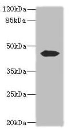 Invitrogen Actin-like 7B Polyclonal Antibody 100 &mu;g; Unconjugated:Antibodies,