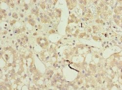 Invitrogen AP4B1 Polyclonal Antibody 100 &mu;g; Unconjugated:Antibodies,