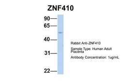Invitrogen ZNF410 Polyclonal Antibody 100 &mu;L; Unconjugated:Antibodies,
