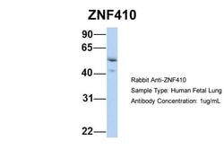 Invitrogen ZNF410 Polyclonal Antibody 100 &mu;L; Unconjugated:Antibodies,