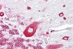 Invitrogen PURA Polyclonal Antibody 100 &mu;L; Unconjugated:Antibodies,