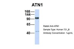 Invitrogen Atrophin 1 Polyclonal Antibody 100 &mu;L; Unconjugated:Antibodies,