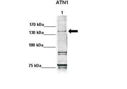 Invitrogen Atrophin 1 Polyclonal Antibody 100 &mu;L; Unconjugated:Antibodies,