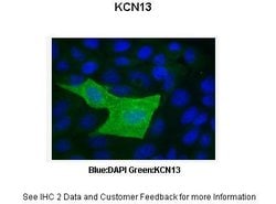 Invitrogen KCNK13 Polyclonal Antibody 100 &mu;L; Unconjugated:Antibodies,