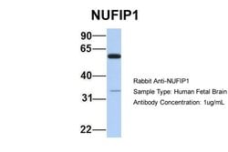 Invitrogen NUFIP1 Polyclonal Antibody 100 &mu;L; Unconjugated:Antibodies,