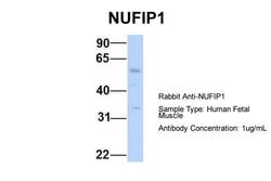 Invitrogen NUFIP1 Polyclonal Antibody 100 &mu;L; Unconjugated:Antibodies,