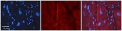 Invitrogen Connexin 47 Polyclonal Antibody 100 &mu;L; Unconjugated:Antibodies,