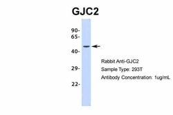 Invitrogen Connexin 47 Polyclonal Antibody 100 &mu;L; Unconjugated:Antibodies,