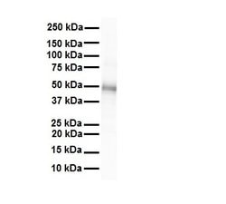 Invitrogen Connexin 47 Polyclonal Antibody 100 &mu;L; Unconjugated:Antibodies,