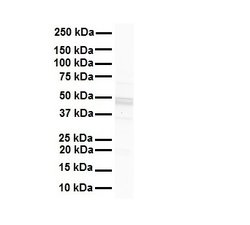 Invitrogen Connexin 47 Polyclonal Antibody 100 &mu;L; Unconjugated:Antibodies,