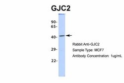 Invitrogen Connexin 47 Polyclonal Antibody 100 &mu;L; Unconjugated:Antibodies,