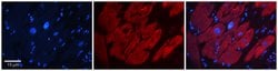 G3BP1 Polyclonal Antibody:Antibodies, Polyclonal
