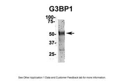 G3BP1 Polyclonal Antibody:Antibodies, Polyclonal
