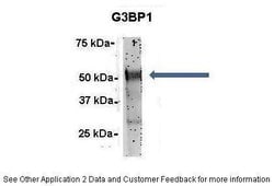 G3BP1 Polyclonal Antibody:Antibodies, Polyclonal