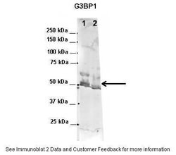 G3BP1 Polyclonal Antibody:Antibodies, Polyclonal