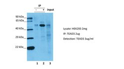 Invitrogen TEF5 Polyclonal Antibody 100 &mu;L; Unconjugated:Antibodies,