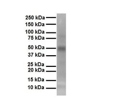 Invitrogen TEF5 Polyclonal Antibody 100 &mu;L; Unconjugated:Antibodies,