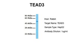 Invitrogen TEF5 Polyclonal Antibody 100 &mu;L; Unconjugated:Antibodies,