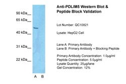 Invitrogen PDLIM5 Polyclonal Antibody 100 &mu;L; Unconjugated:Antibodies,