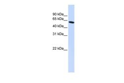 Invitrogen PDLIM5 Polyclonal Antibody 100 &mu;L; Unconjugated:Antibodies,