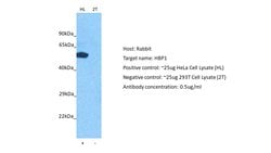 Invitrogen HBP1 Polyclonal Antibody 100 &mu;L; Unconjugated:Antibodies,