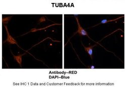 Invitrogen TUBA4A Polyclonal Antibody 100 μL; Unconjugated:Antibodies,